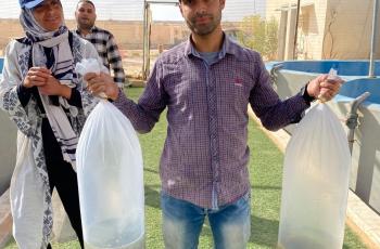 Delivery of 10,000 mixed-sex Abbassa strain tilapia fingerlings to the Applied Research Centre hatchery in in Matrouh. Photo by Ashraf Khairy, Research Assistant, WorldFish, Egypt.jpg
